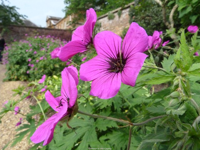 Houghton Hall walled garden (2)