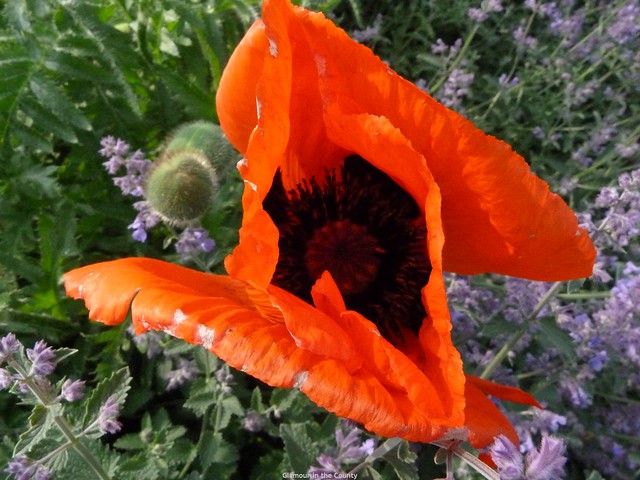 Houghton Hall walled garden (22)