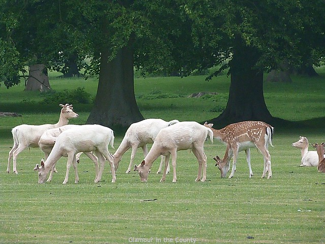 Deer at Houghton Hall (6)