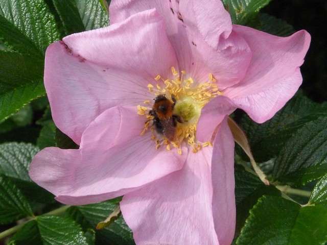 Houghton Hall walled garden (16)