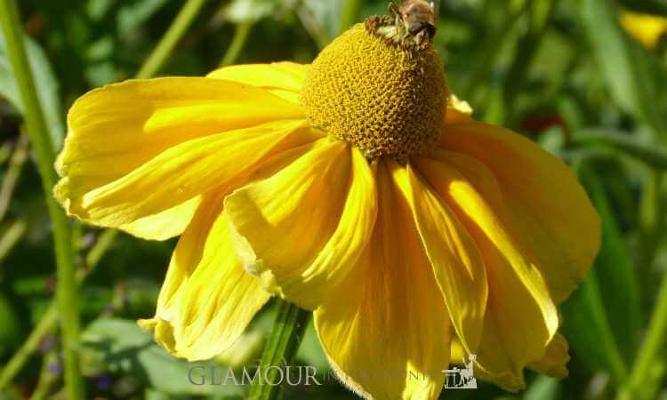 Bumble bee on a flower