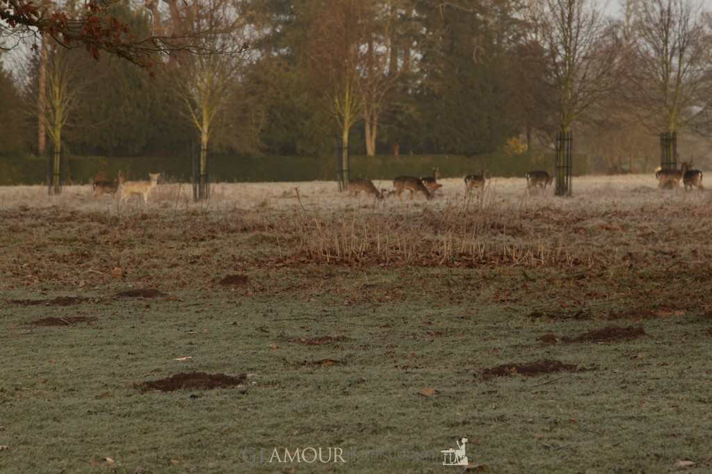 The Fallow Deer at Charlecote Deer Park, Warwickshire