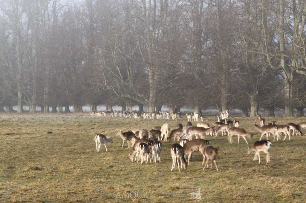 The Fallow Deer at Charlecote Deer Park, Warwickshire