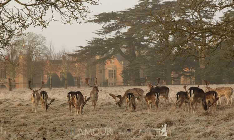 The fallow deer at Charlecote Park, Warwickshire