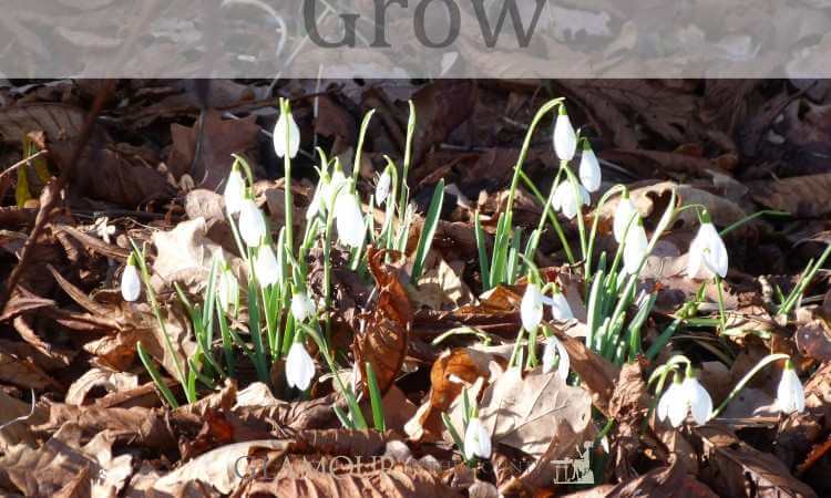 Image showing a snowdrop growing