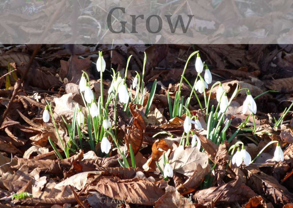 Image showing a snowdrop growing