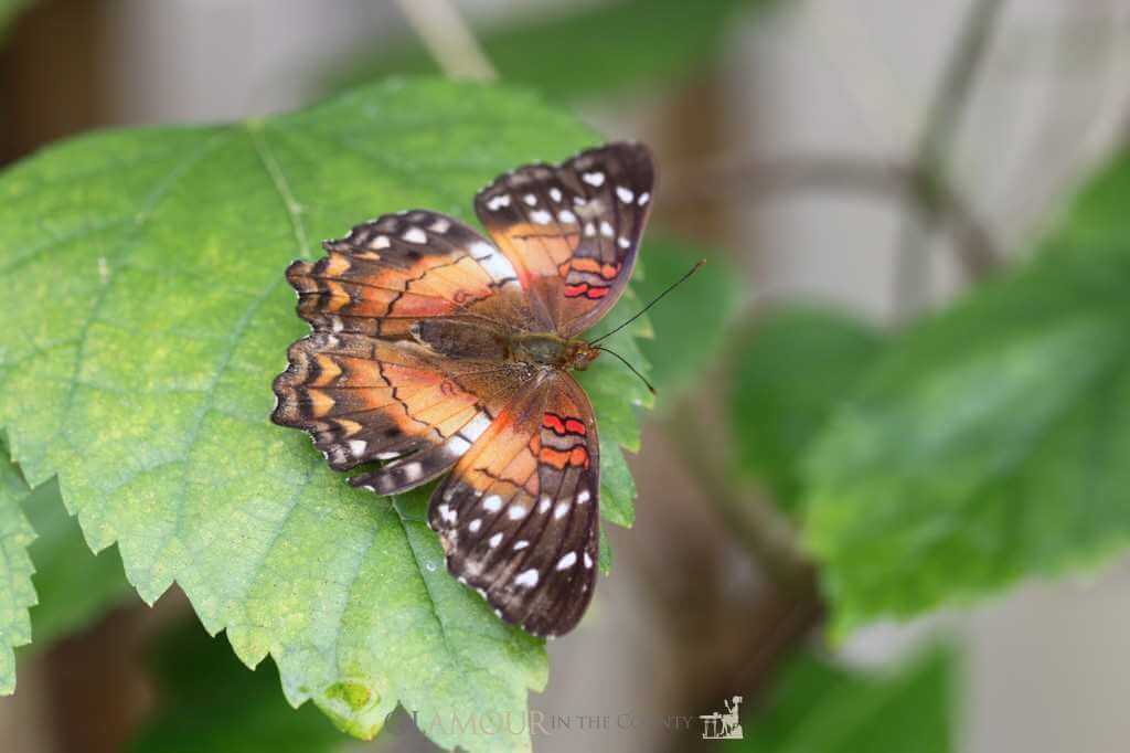 Archduke, Stratford Butterfly Farm