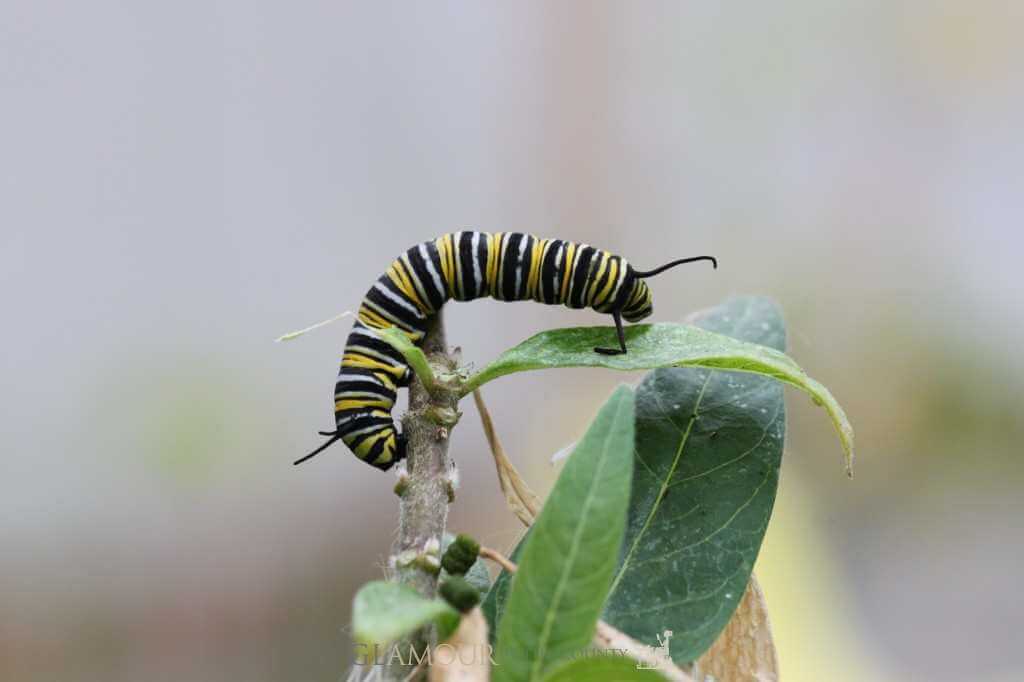 Caterpillar at Stratford Butterfly Farm 