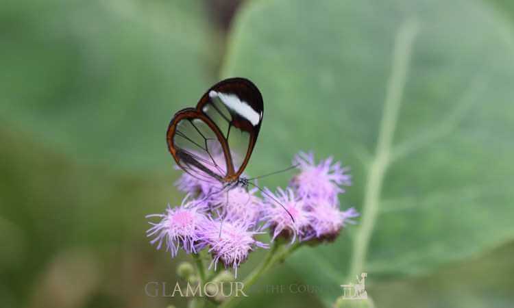 Glasswing, Stratford Butterfly Farm