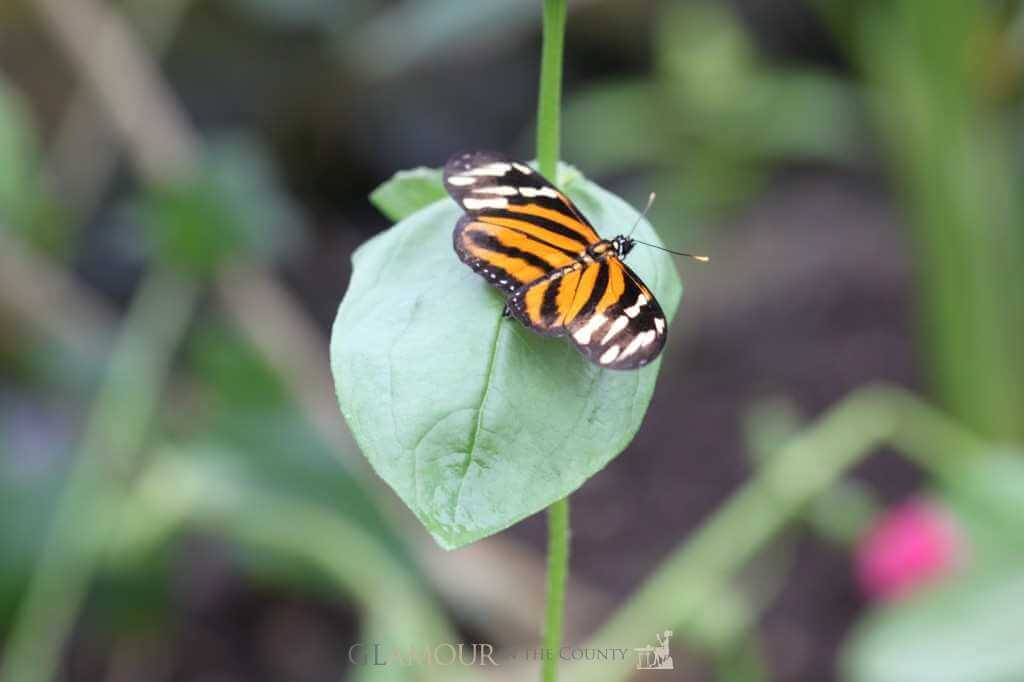 Ismenius Longwing, Stratford Butterfly Farm