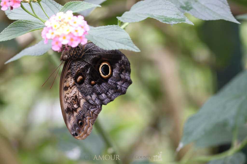 Owl Butterfly, Stratford Butterfly Farm