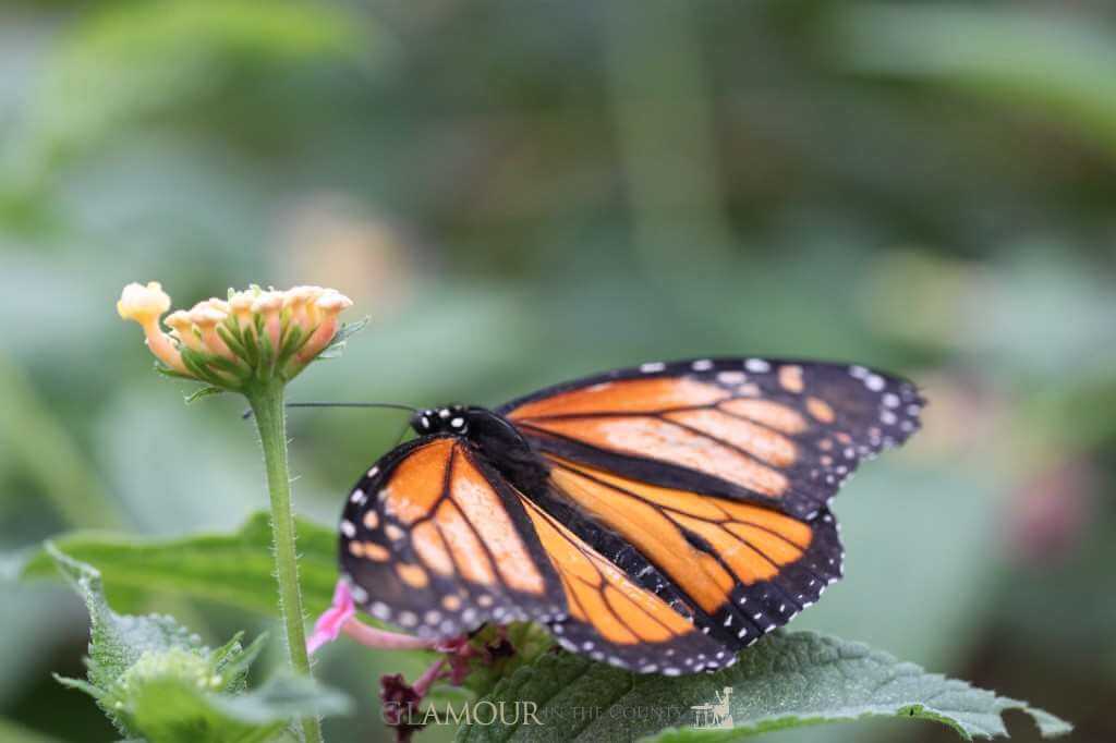The Monarch at Stratford Butterfly Farm
