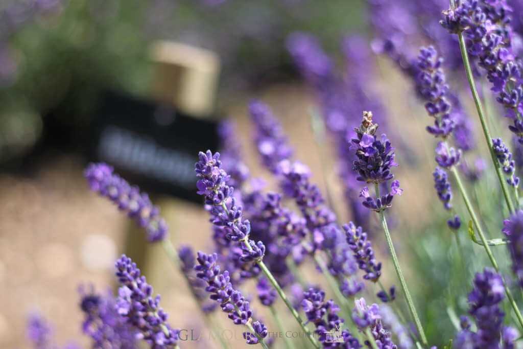 Cotswolds Lavender Fields