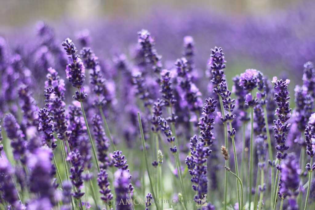 Cotswolds Lavender Fields