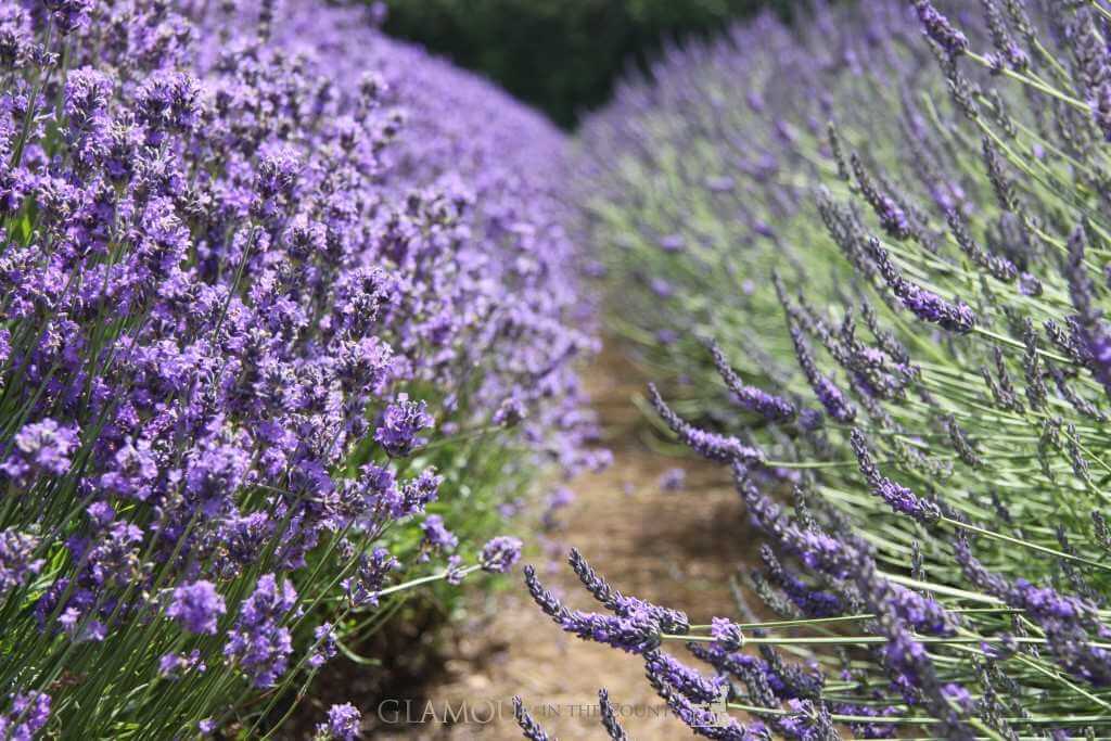 Cotswolds Lavender Fields