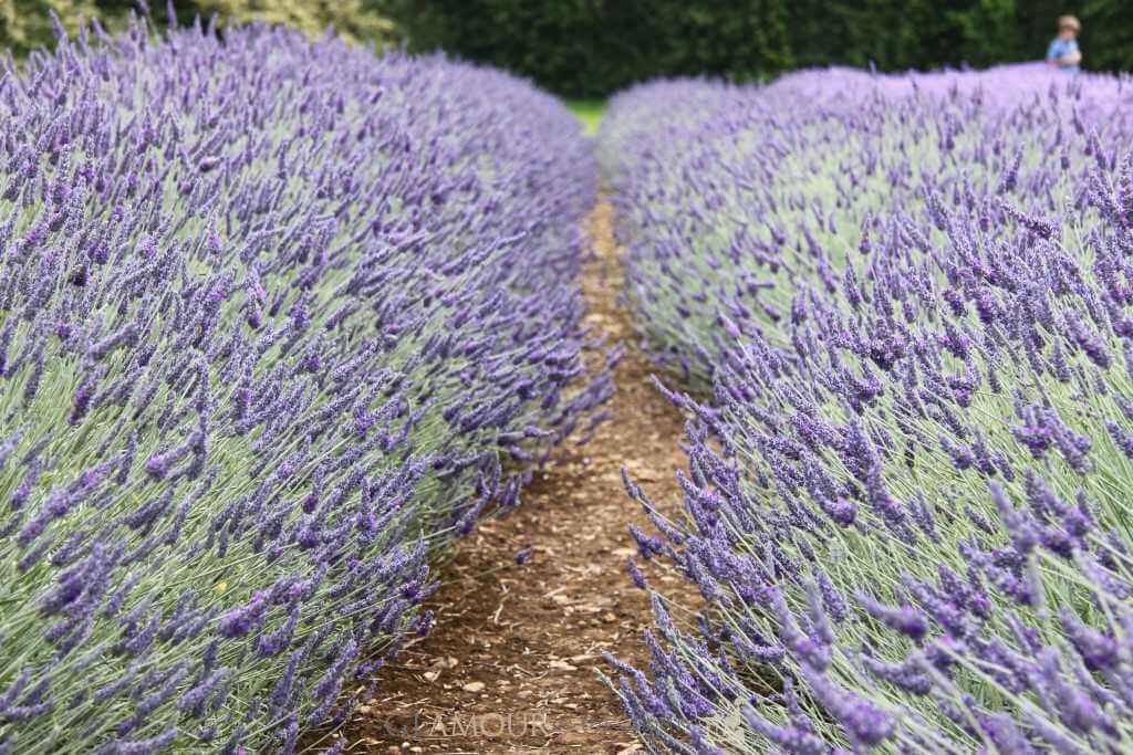 Cotswolds Lavender Fields