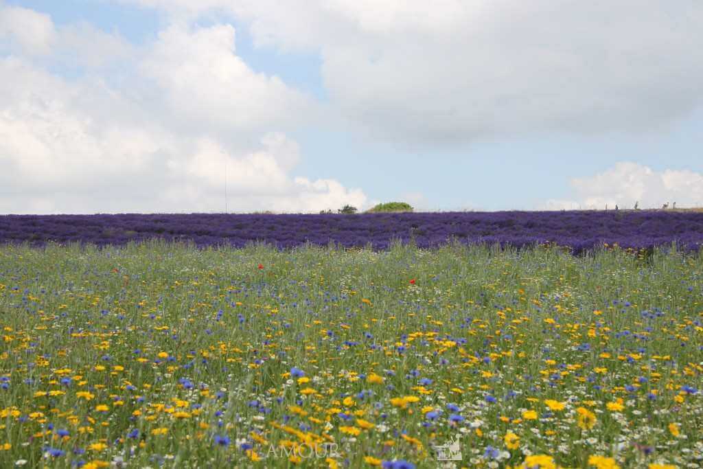 Cotswolds Lavender Fields