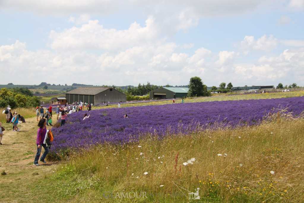 Cotswolds Lavender Fields