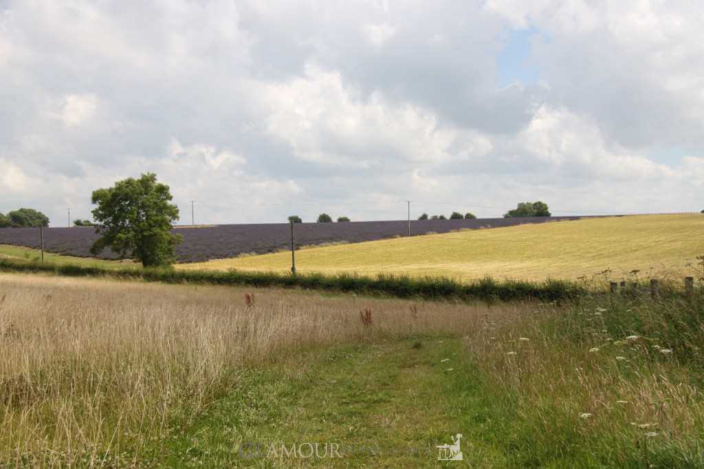 Cotswolds Lavender Fields