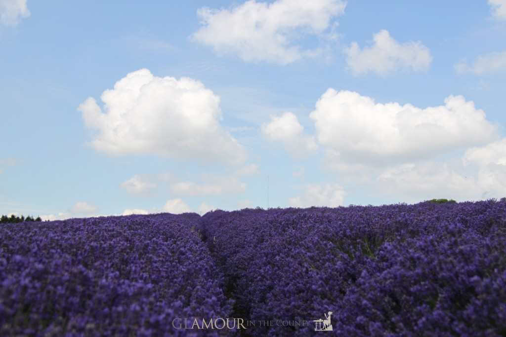 Cotswolds Lavender Fields