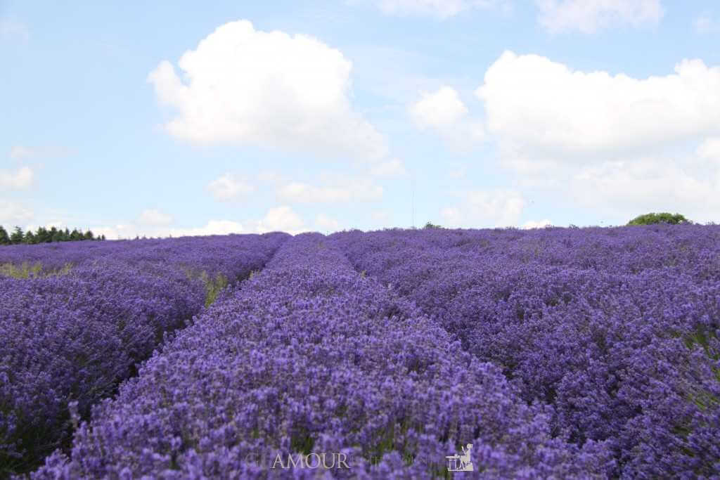 Cotswolds Lavender Fields