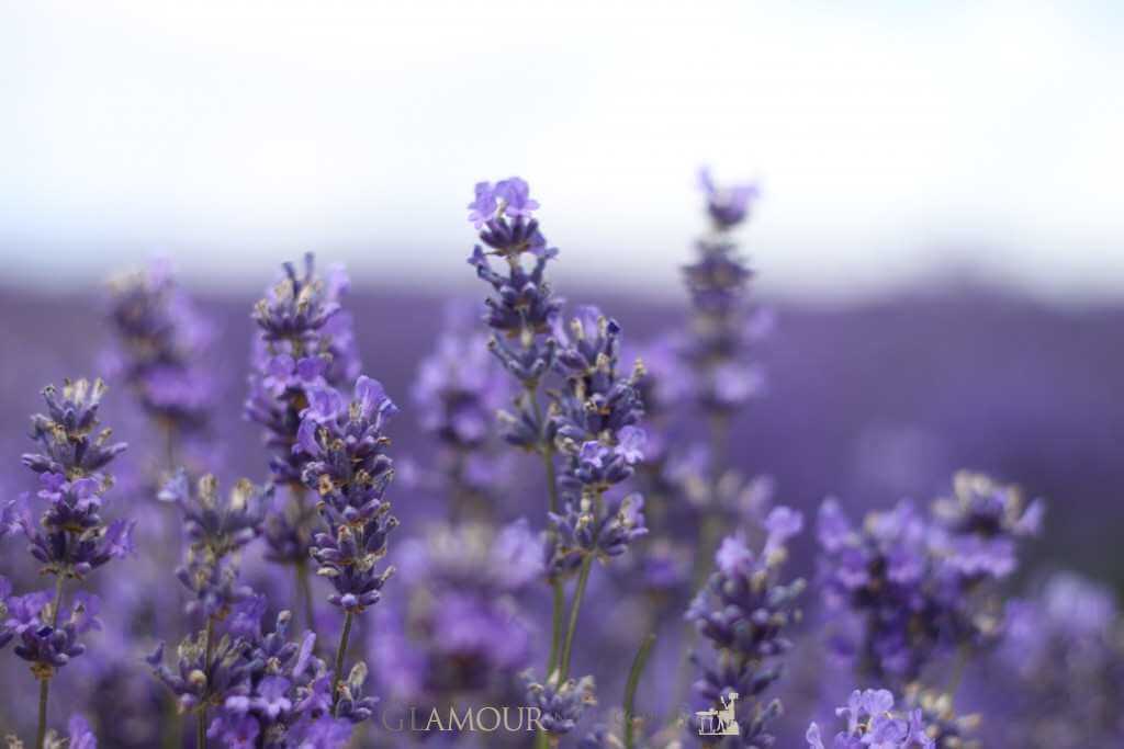 Cotswolds Lavender Fields