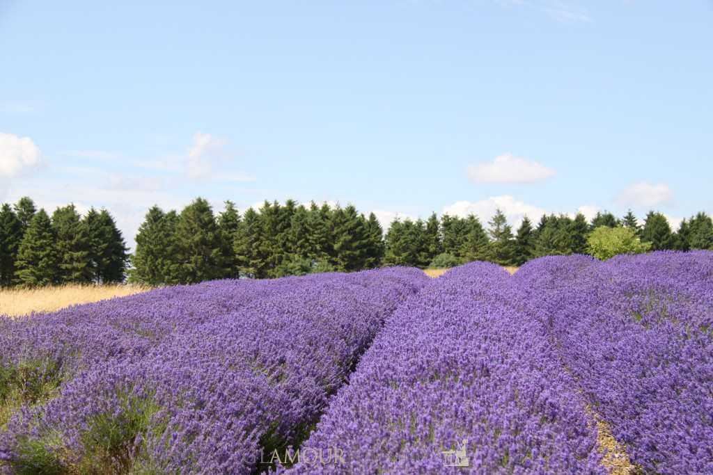 Cotswolds Lavender Fields