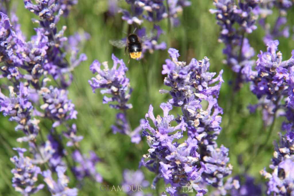 Cotswolds Lavender Fields