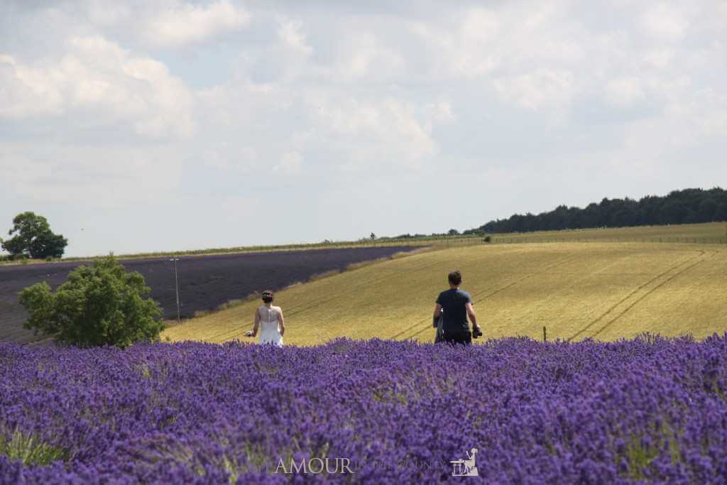 Cotswolds Lavender Fields