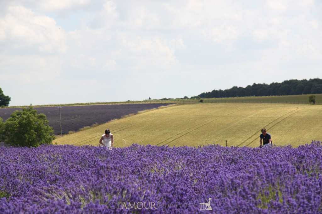 Cotswolds Lavender Fields