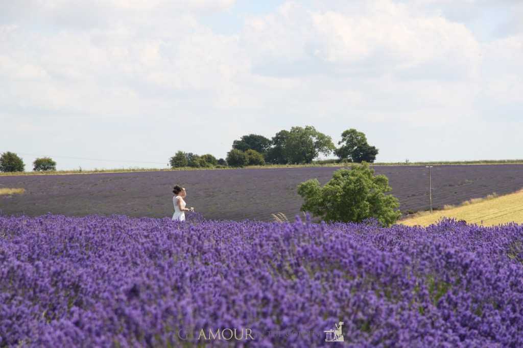 Cotswolds Lavender Fields