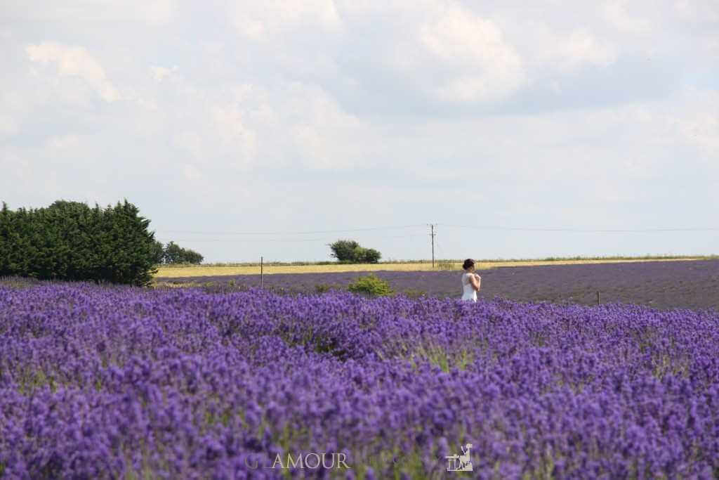 Cotswolds Lavender Fields