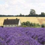 Cotswolds Lavender Fields