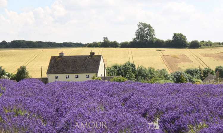 Cotswolds Lavender Fields