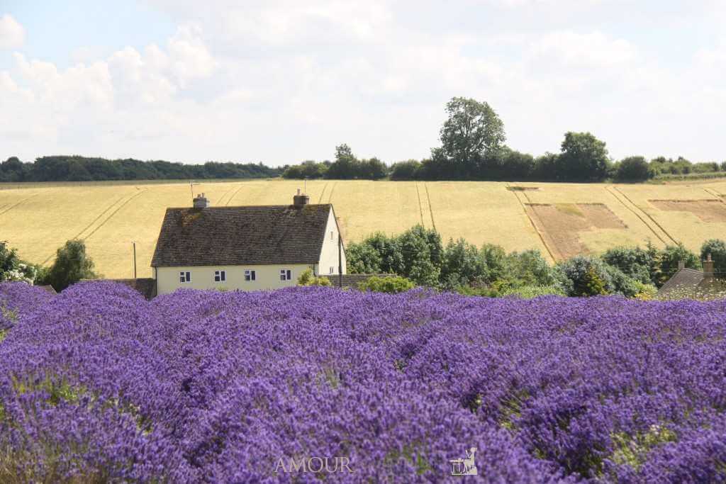 Cotswolds Lavender Fields