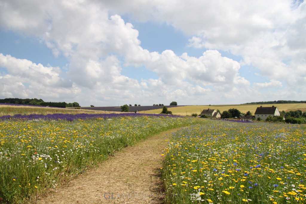 Cotswolds Lavender Fields