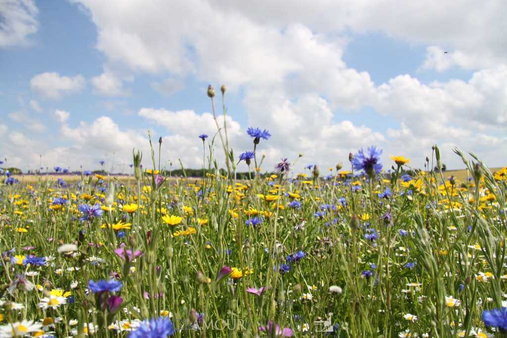 Cotswolds Lavender Fields