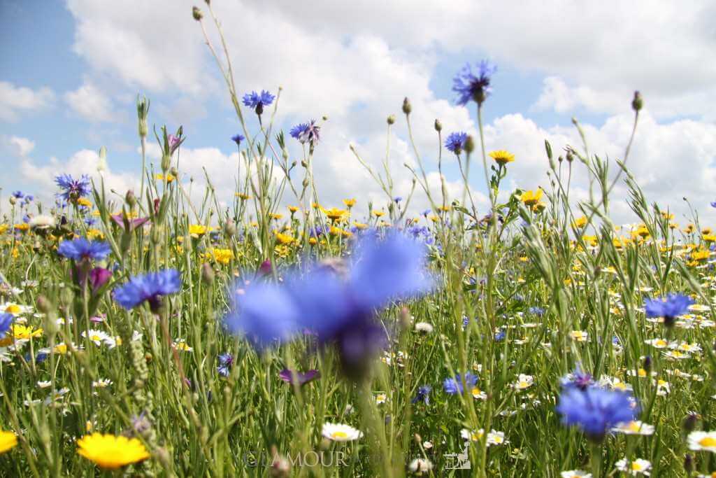 Cotswolds Lavender Fields