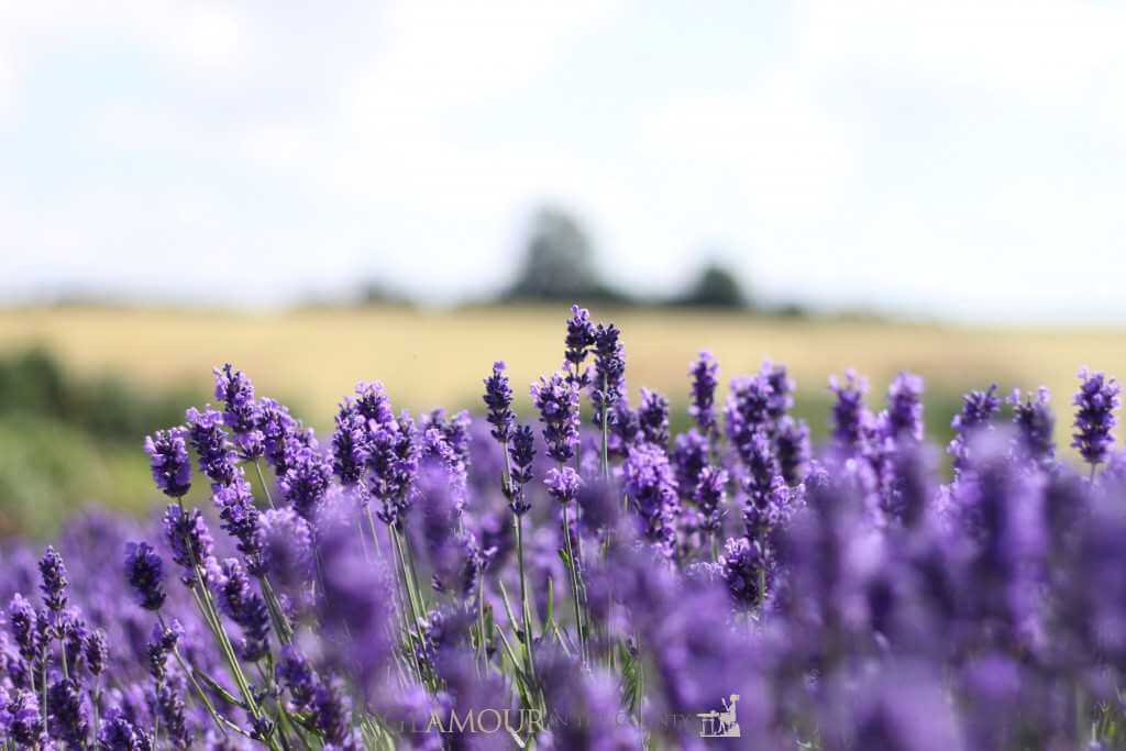 Cotswolds Lavender Fields