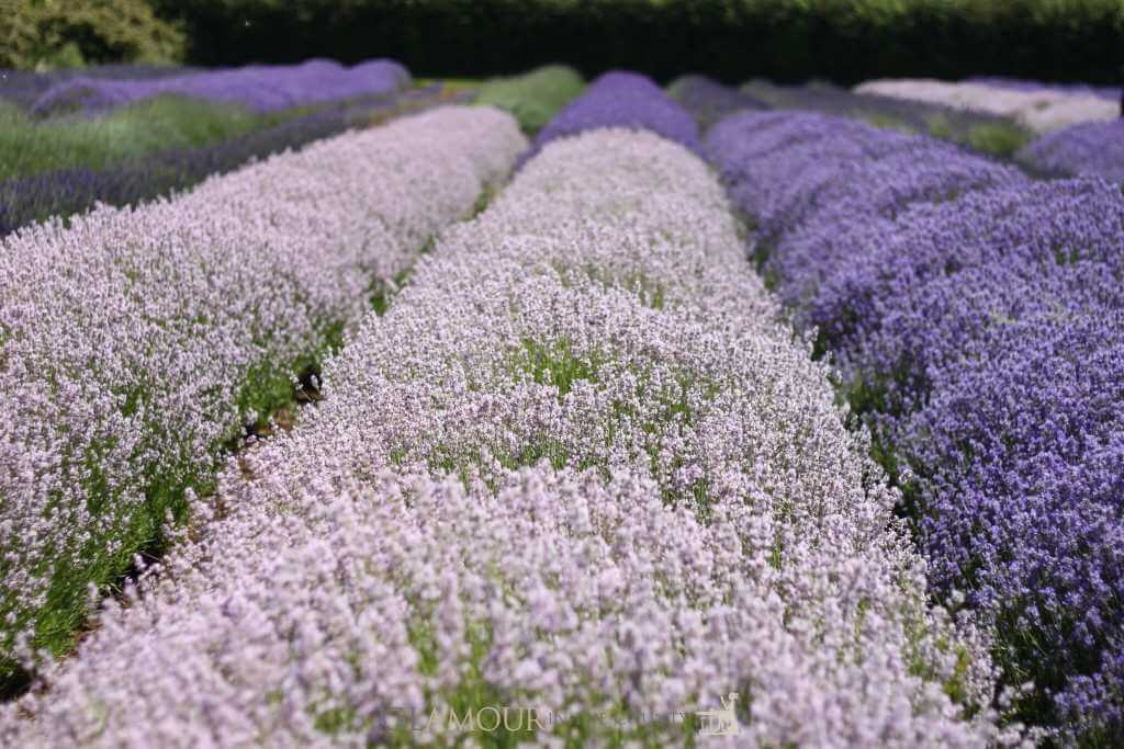 Cotswolds Lavender Fields