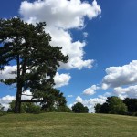 Trees, clouds and blue skies
