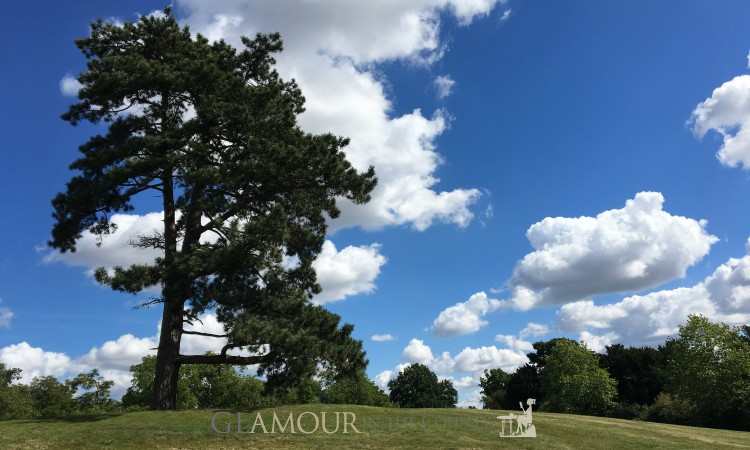 Trees, clouds and blue skies