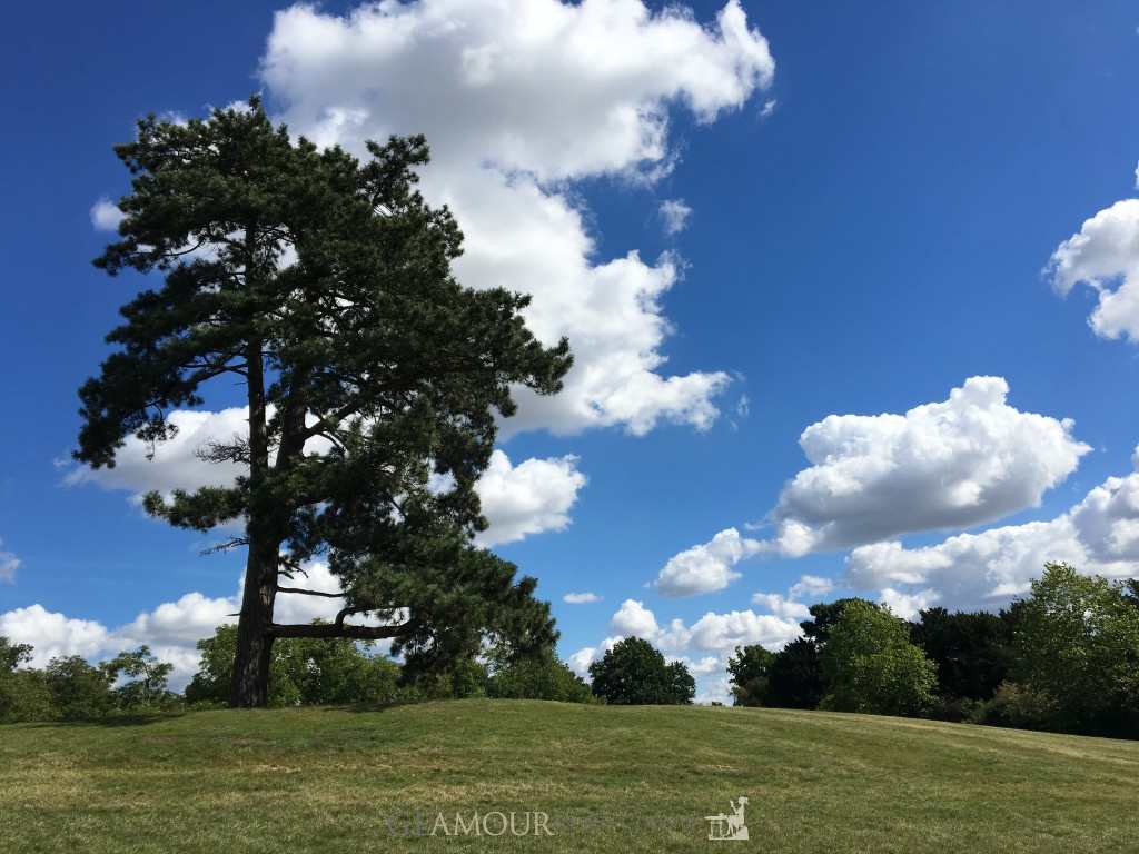 Trees, clouds and blue skies