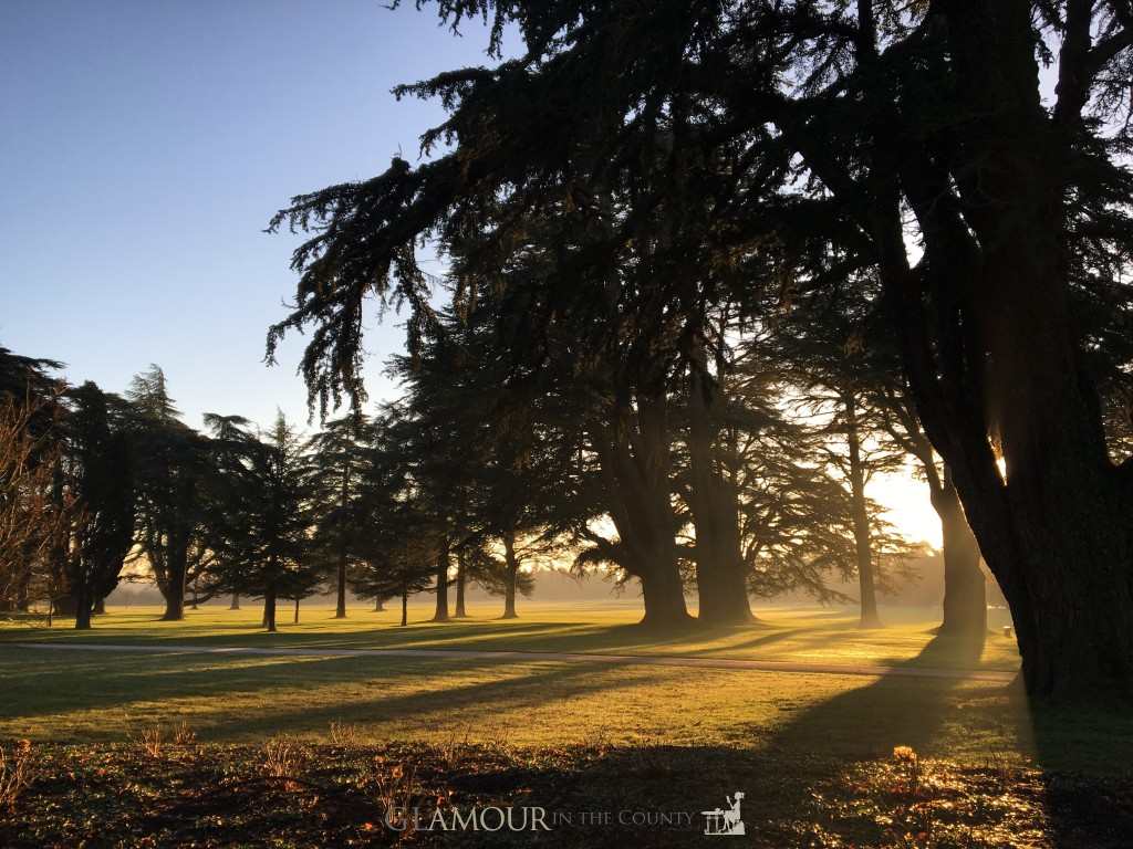 Sun streaming through trees